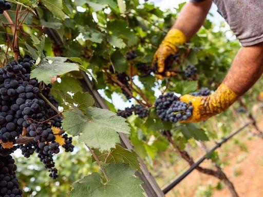 Vendemmia 2025 amara per i Lambruschi: crolla la produzione, ma la qualità è da record