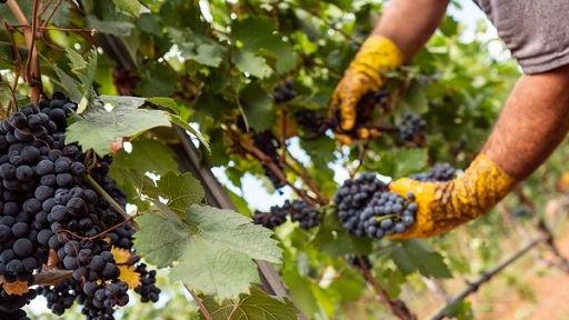 Vendemmia 2025 amara per i Lambruschi: crolla la produzione, ma la qualità è da record