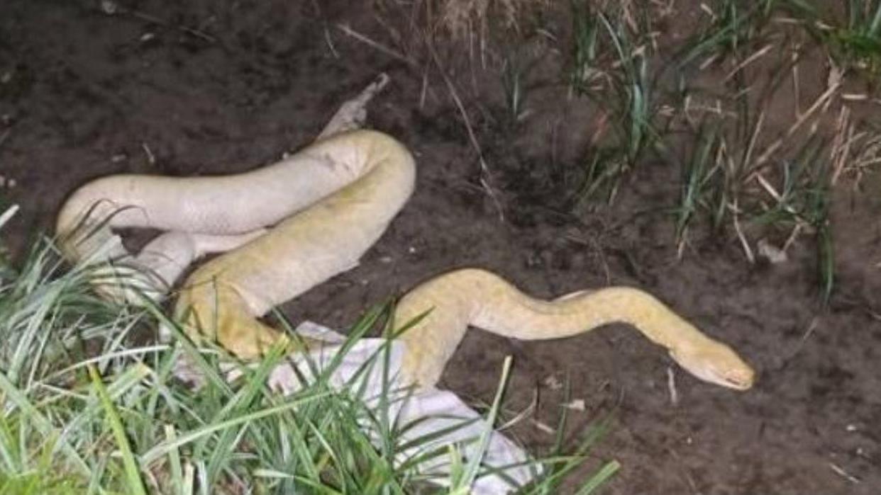 Il pitone nel fosso