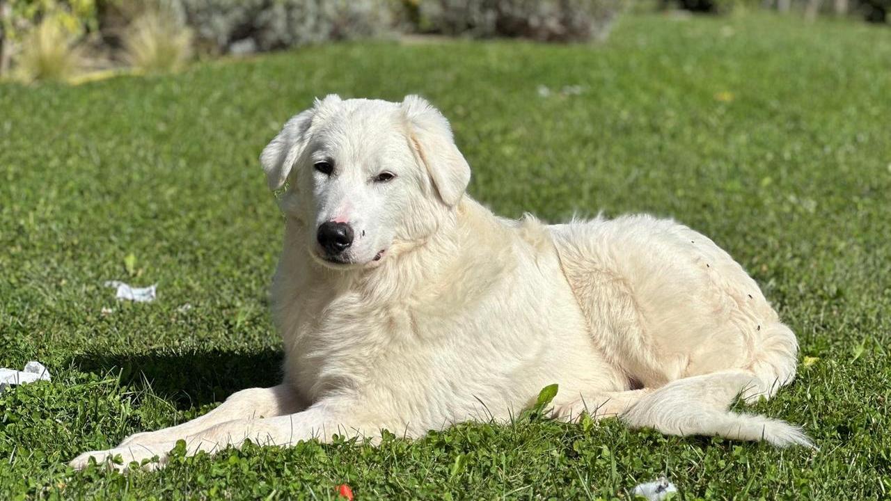 Jumbo il cane dei pascoli recuperato ferito ora cerca una famiglia