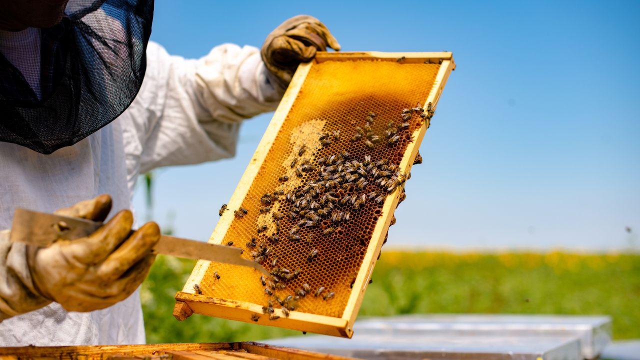
	Un apicoltore al lavoro

