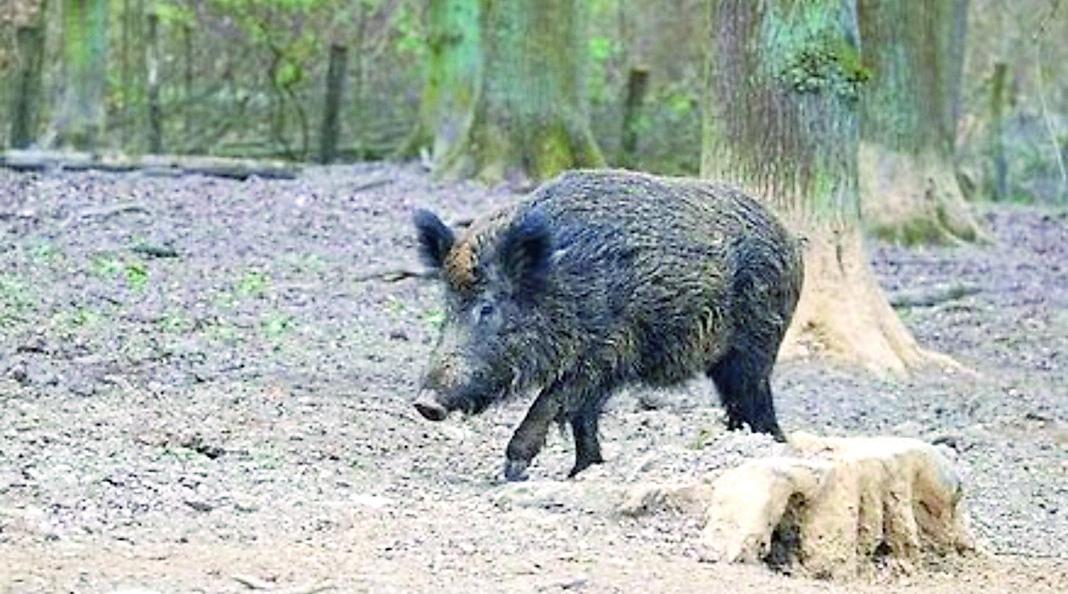 Peste suina in Garfagnana: ora trema anche l’Appennino modenese