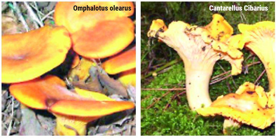 Funghi velenosi: primi casi di intossicazione per l’Omphalotus olearus. Ecco come riconoscerlo