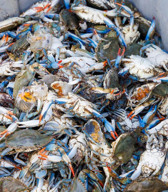 Il granchio blu diventa paté per cani: l’industria petfood sbarca a Goro