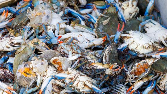 Il granchio blu diventa paté per cani: l’industria petfood sbarca a Goro