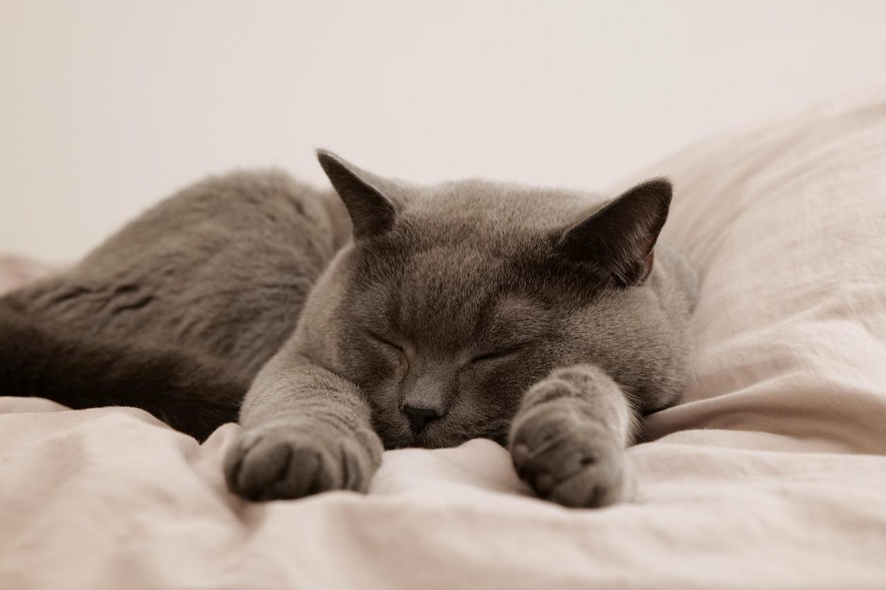 Dal pisolino alla fiducia: tutto quello che il tuo gatto ti dice quando dorme