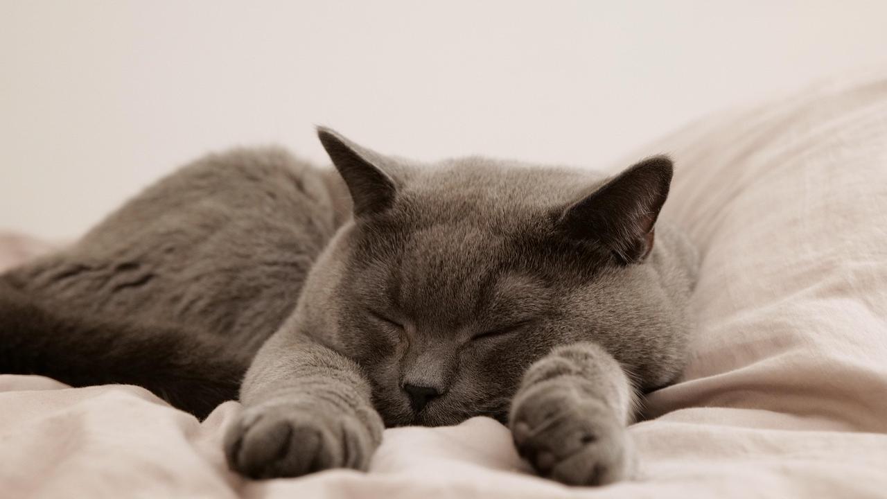 Dal pisolino alla fiducia: tutto quello che il tuo gatto ti dice quando dorme