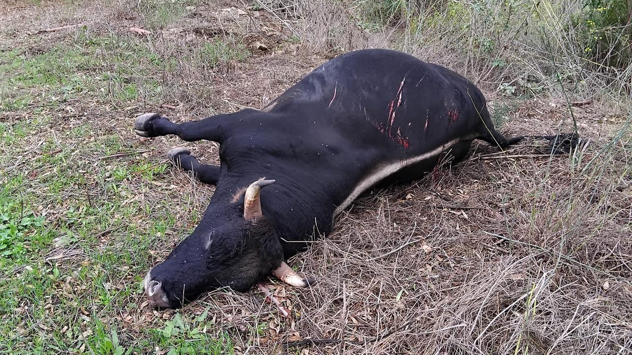 Toro solitario travolto e ucciso da un’auto: illeso un 31enne alla guida