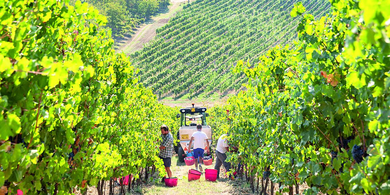 Lambrusco, vendemmia finita in tempi record: «Ottima qualità, ma la quantità è crollata del 17%»