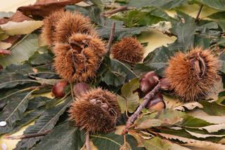 
	Castagne in autunno (foto archivio)

