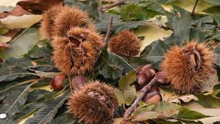 Castagne in autunno (foto archivio)
