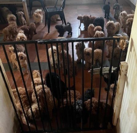 
	I cani trovati nella casa di San Giorgio a Colonica

