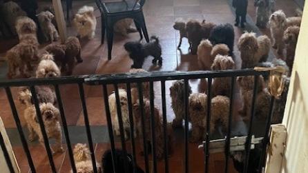 I cani trovati nella casa di San Giorgio a Colonica