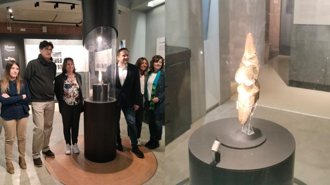 La Venere torna a casa dopo cent’anni: esposta al museo di Savignano