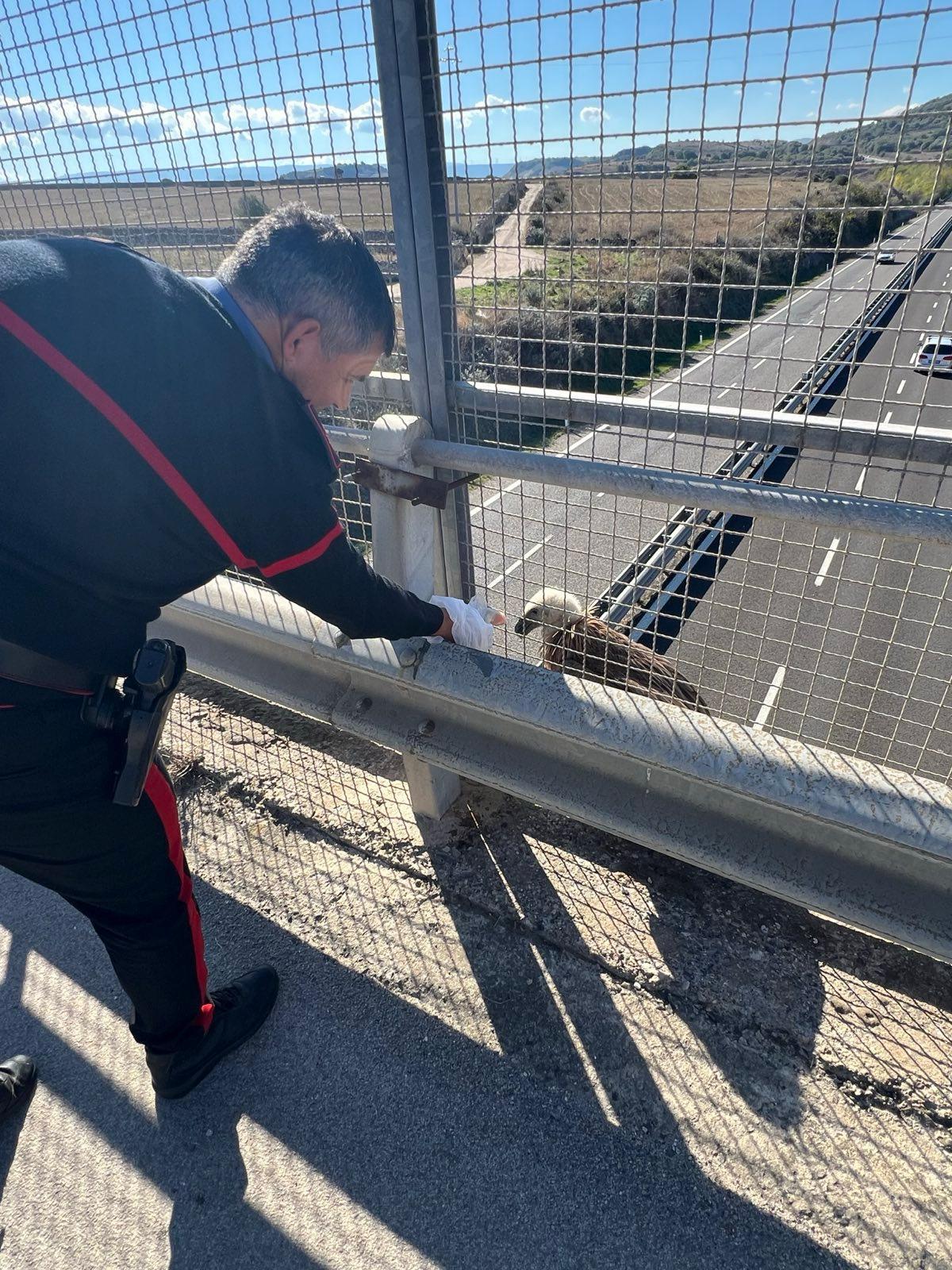 Grifone in difficoltà salvato dai carabinieri sulla 131