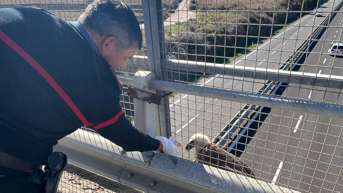 Grifone in difficoltà salvato dai carabinieri sulla 131