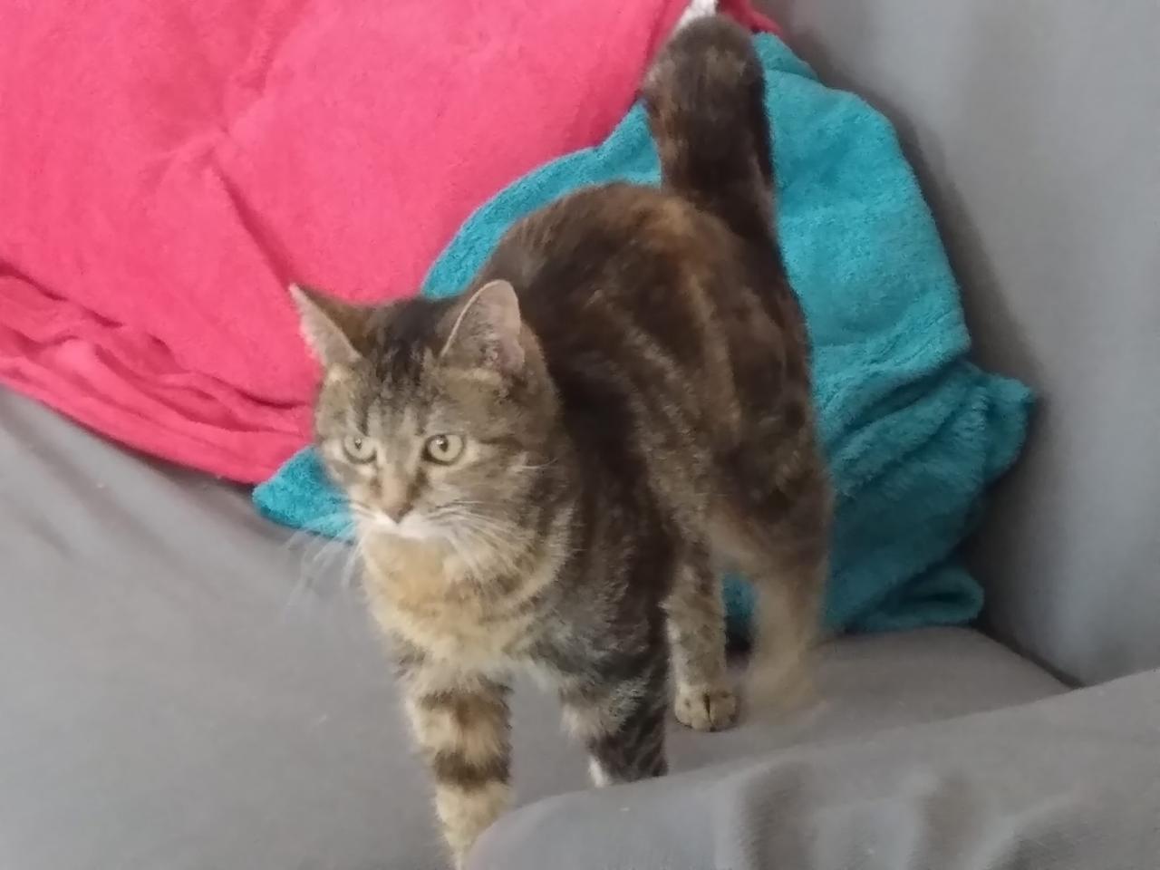 Mici da adottare, festa al gattile di Ferrara