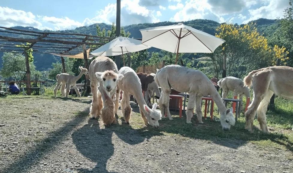 
	Sopra alcunidegli alpaca dell&rsquo;azienda Anticofeudo Alpacas di Greta Cherubini

