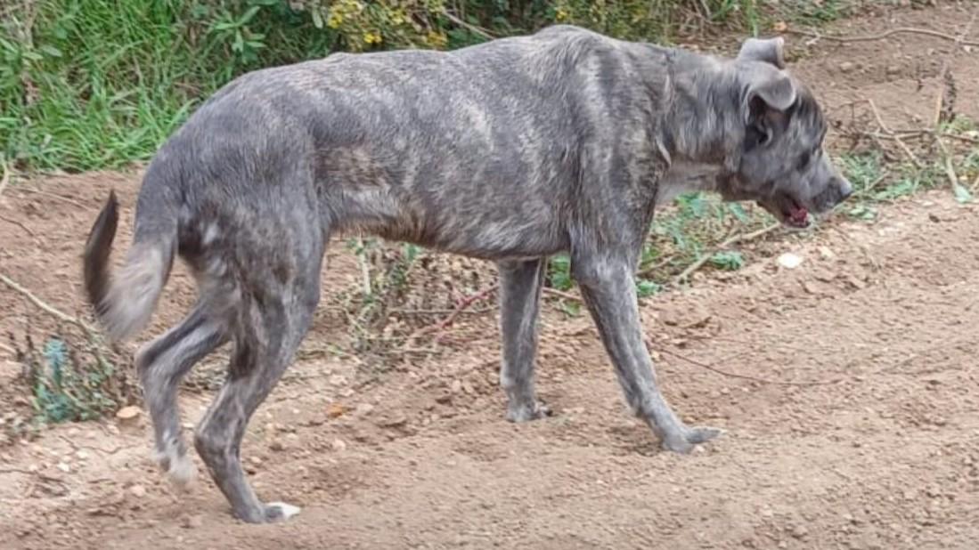 La cagnetta Nicoletta rinasce dopo la fucilata: una famiglia ha deciso di adottarla