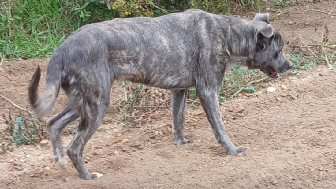 La cagnetta Nicoletta rinasce dopo la fucilata: una famiglia ha deciso di adottarla