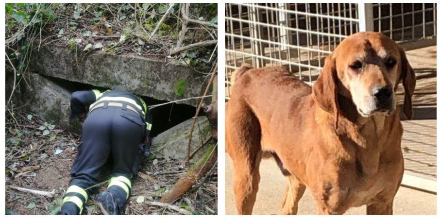 Il cane Smith muore cadendo in un pozzo profondo 11 metri. «Quel varco pericoloso per tutti»