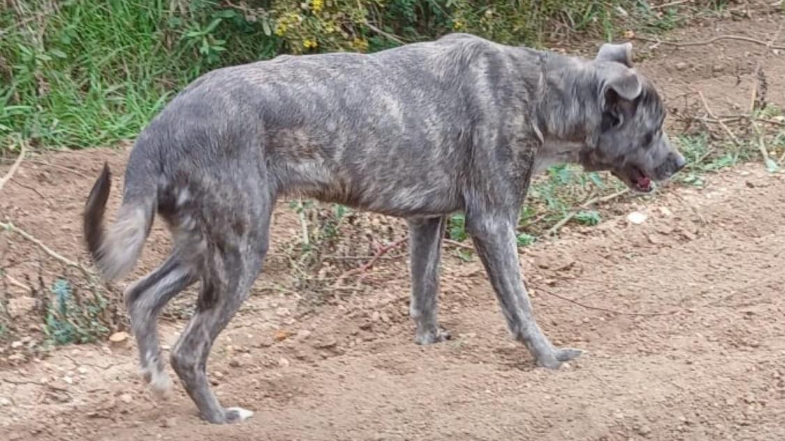 Il padrone le sparò una fucilata sul muso, la cagnolina Nicoletta si salva e viene adottata