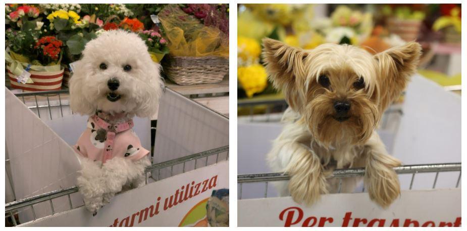 Dieci anni di “carrelli per Fido” al Conad Le Vele: fu tra i primi supermercati in Italia a farlo
