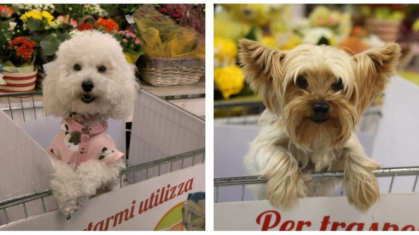 Dieci anni di “carrelli per Fido” al Conad Le Vele: fu tra i primi supermercati in Italia a farlo
