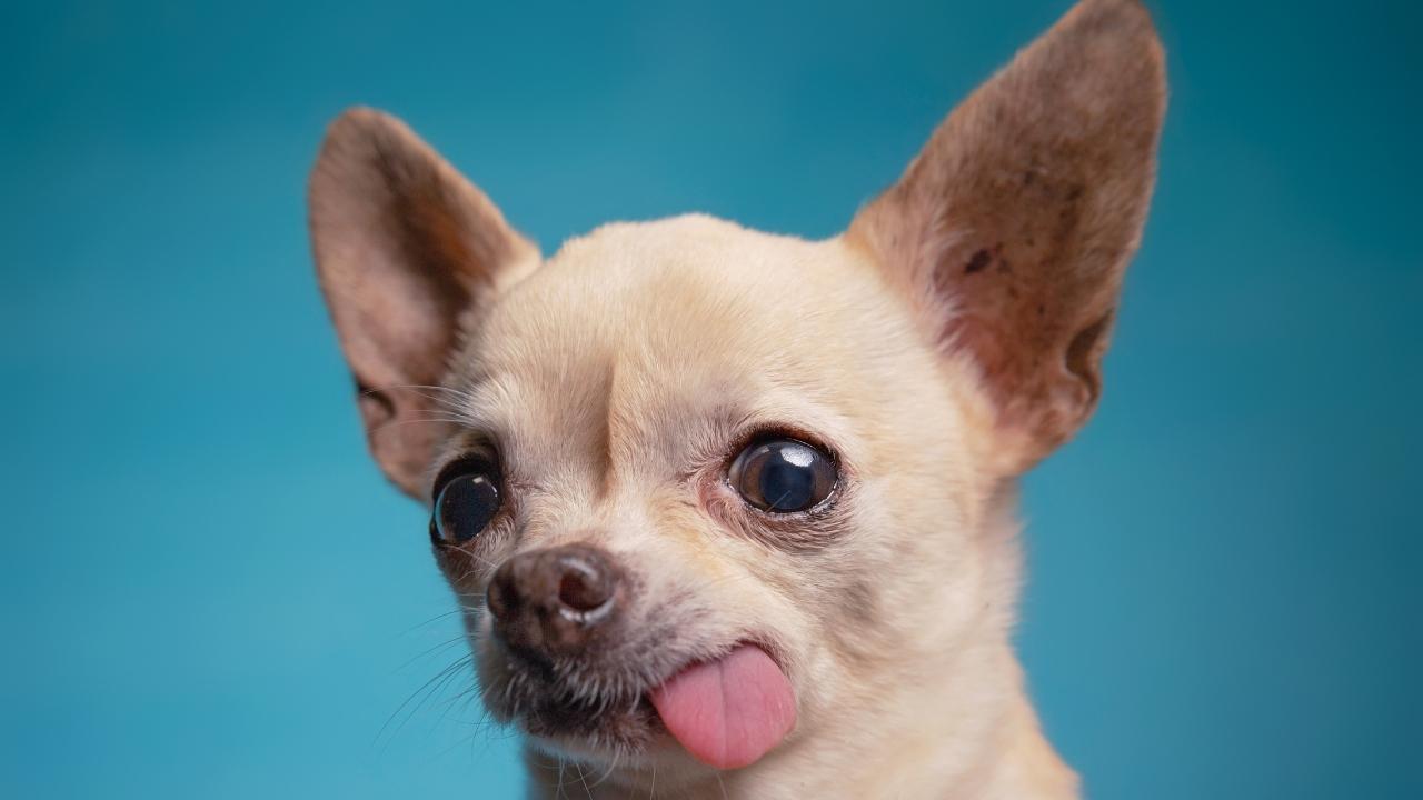 
	Il cane &egrave; morto per una sassata

