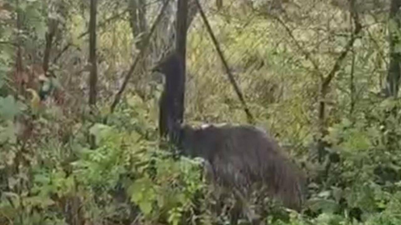 L’emù scappato sul Lungarno D’Annunzio