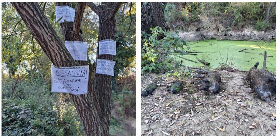 Nutrie trovate morte accanto al rio a Rivalta. Cartelli di protesta: «Assassini, le avete avvelenate»