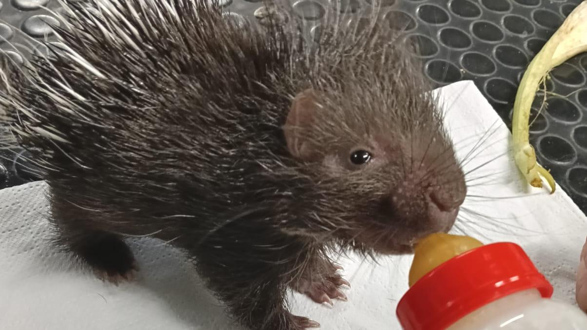 Cucciolo di istrice nato fuori stagione salvato al Rifugio Matildico: «Trovato con ancora il cordone ombelicale»