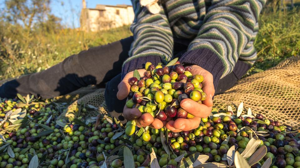 Olivagione, minore quantità ma la qualità è molto alta