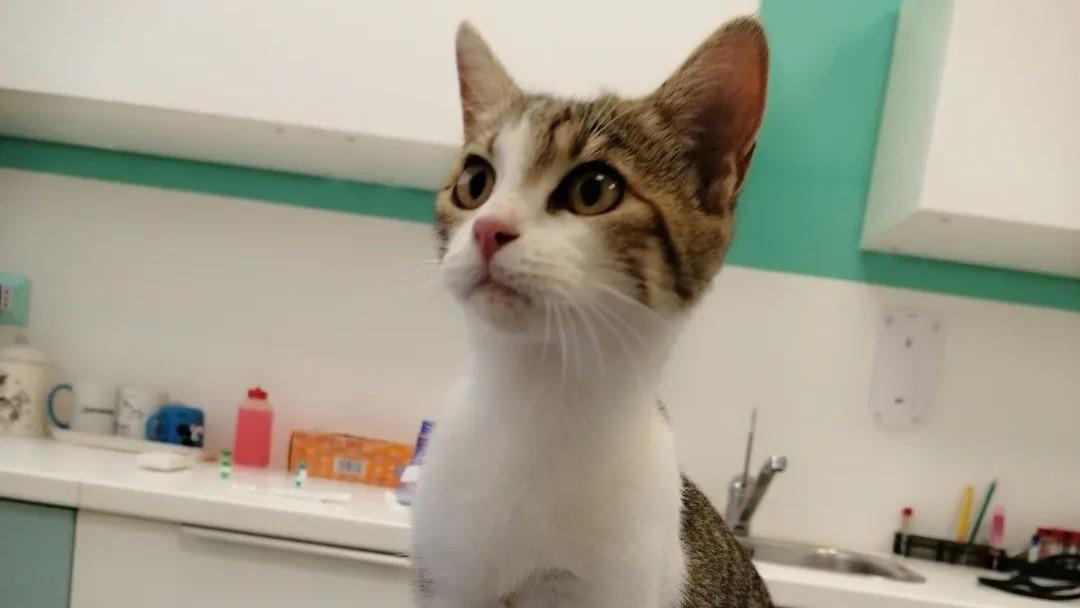 Fip, via libera al nuovo farmaco che potrà salvare migliaia di gatti