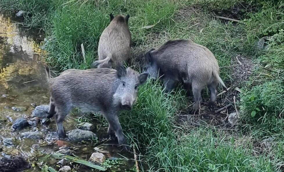 Livorno, mentre i volontari ripuliscono la Fonte Vecchia, ecco i cinghiali a far visita