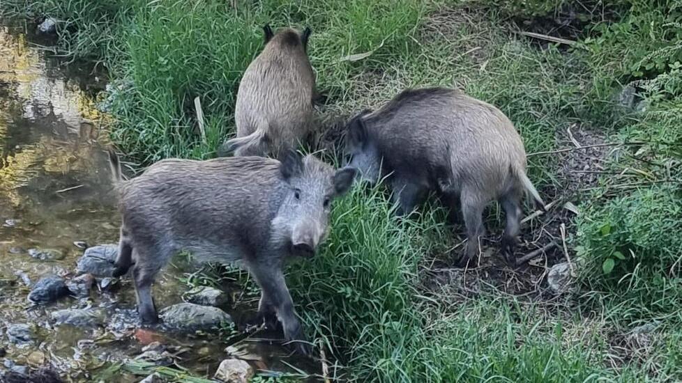 Livorno, mentre i volontari ripuliscono la Fonte Vecchia, ecco i cinghiali a far visita