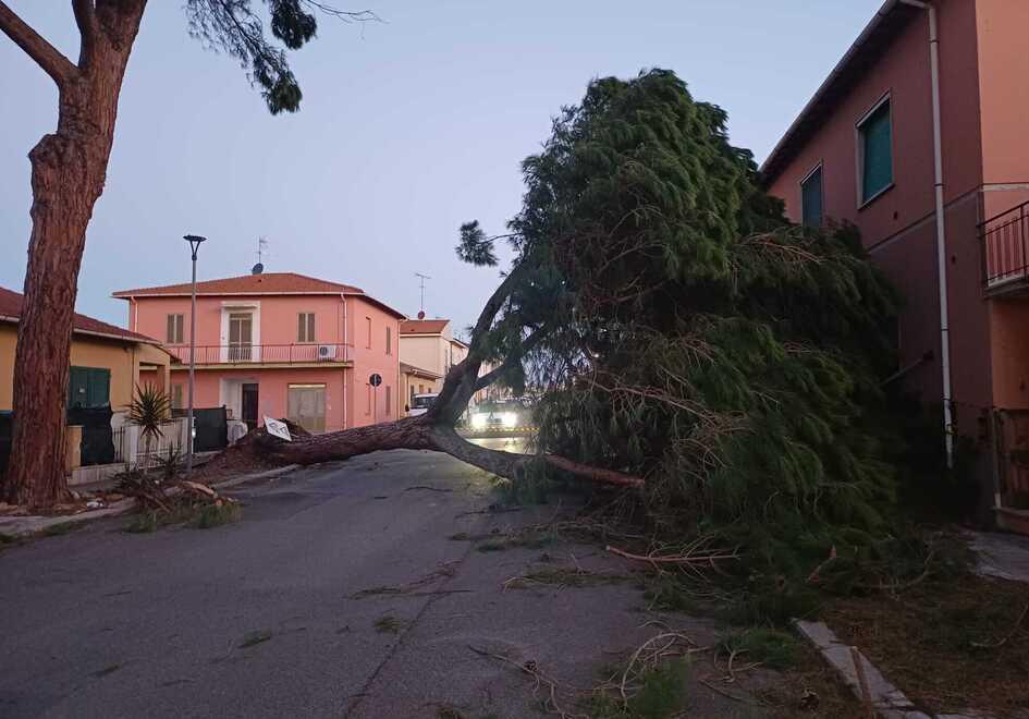 Maltempo, il vento fa strage di alberi tra Cecina e Rosignano. Giù platani e tamerici: rami spezzati ovunque