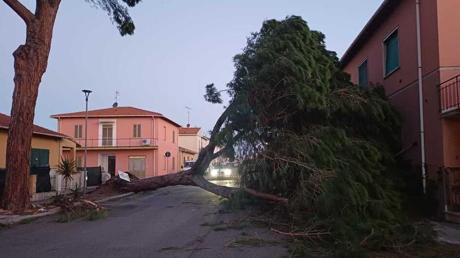 Maltempo, il vento fa strage di alberi tra Cecina e Rosignano. Giù platani e tamerici: rami spezzati ovunque