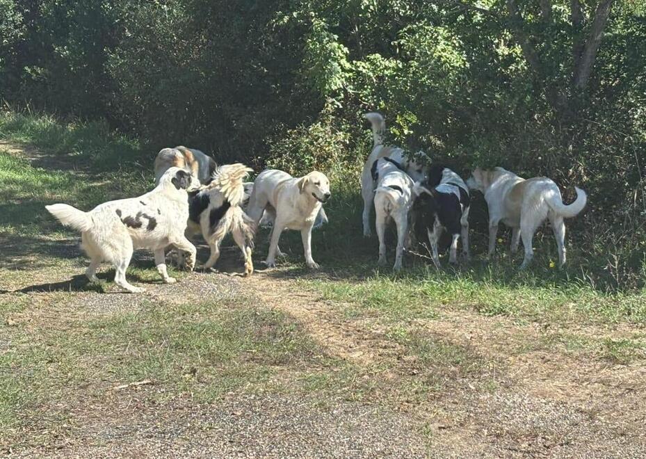 
	Il gruppo di cani lasciati incustoditi a Lustignano

