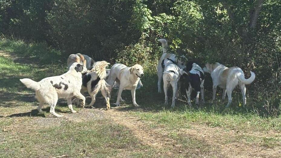 Il gruppo di cani lasciati incustoditi a Lustignano