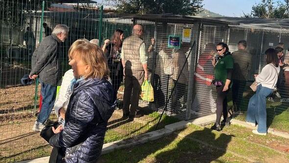Il gattile Miciopolis all’Hermada di via Sant’Antonio