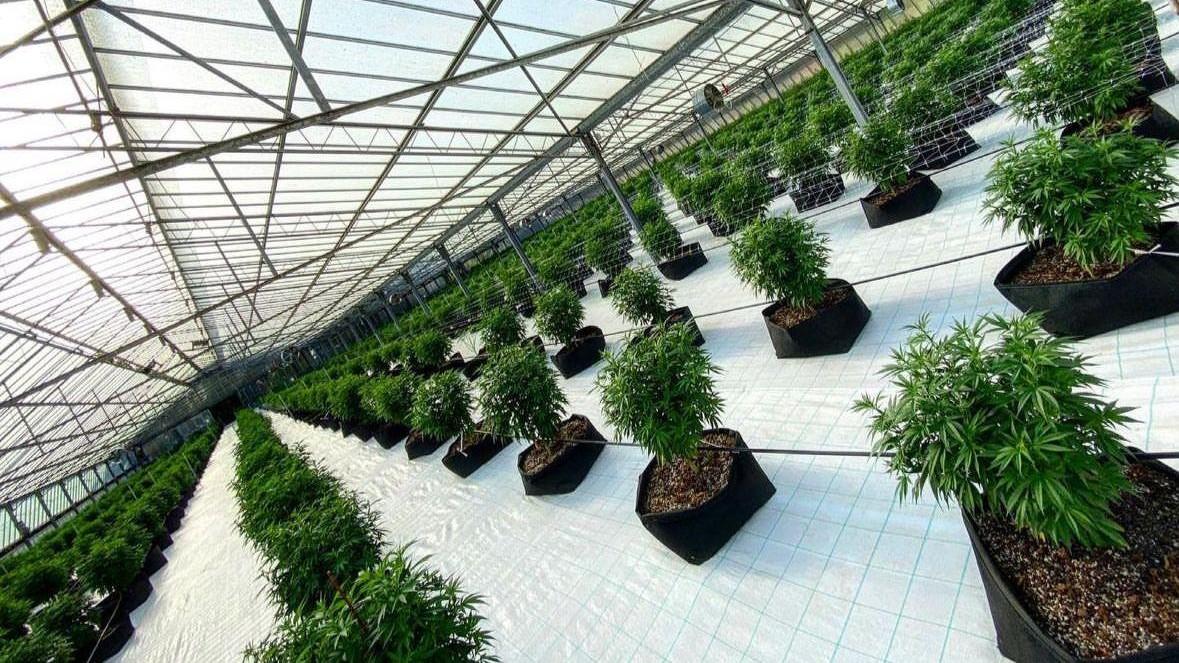 «Quella cannabis è legale». Il Riesame annulla un imponente sequestro di piante e biomassa