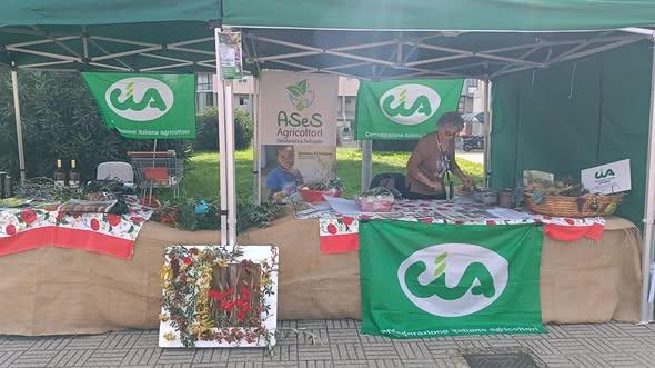 Livorno, il vento non ferma la festa dell’olivo e dell’olio alla Leccia