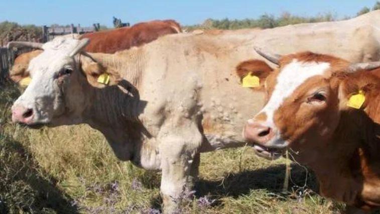 Assemblea sulla dermatite bovina, sindaco solidale con gli allevatori