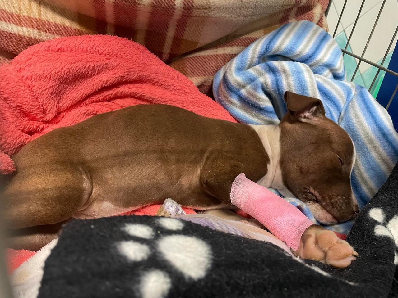 Pittino non ce l’ha fatta: dopo due giorni di agonia è morto il pit bull lanciato da un’auto in corsa