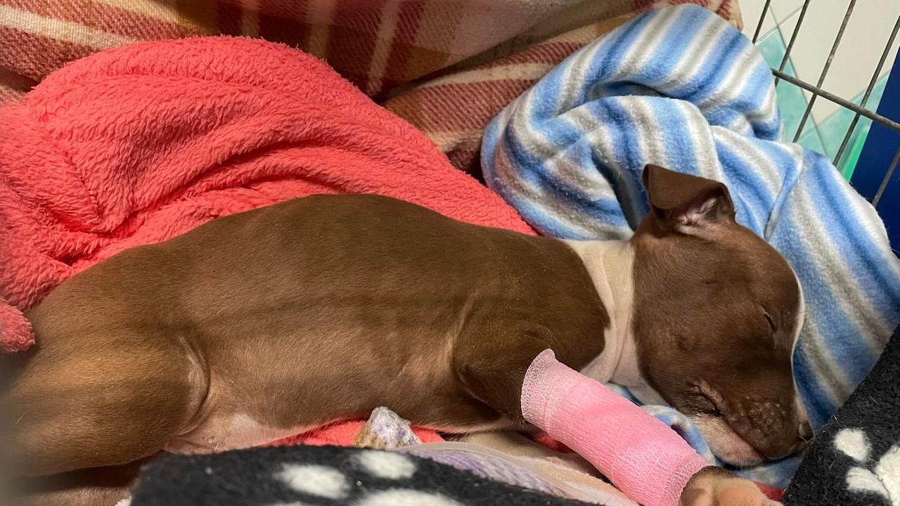 Pittino non ce l’ha fatta: dopo due giorni di agonia è morto il pit bull lanciato da un’auto in corsa
