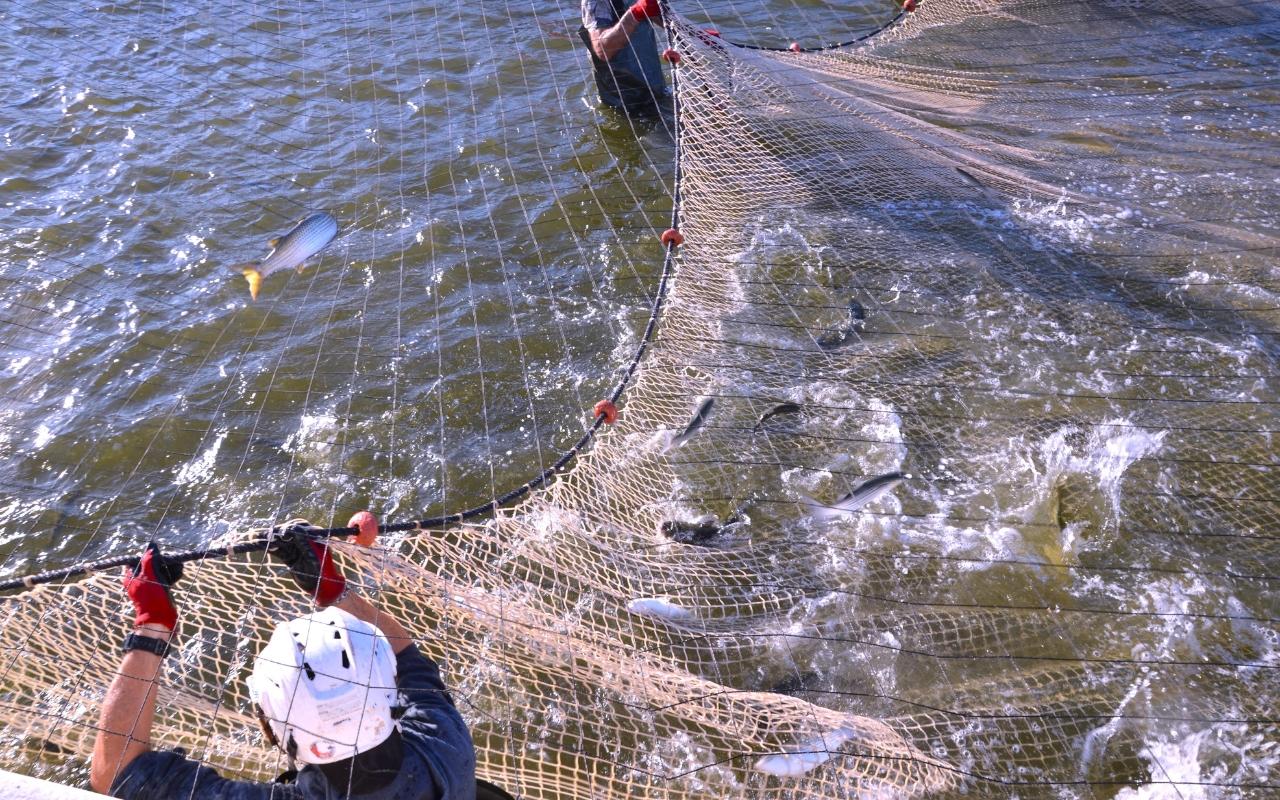 I segreti del muggine e della bottarga entrano tra le linee guida della Fao