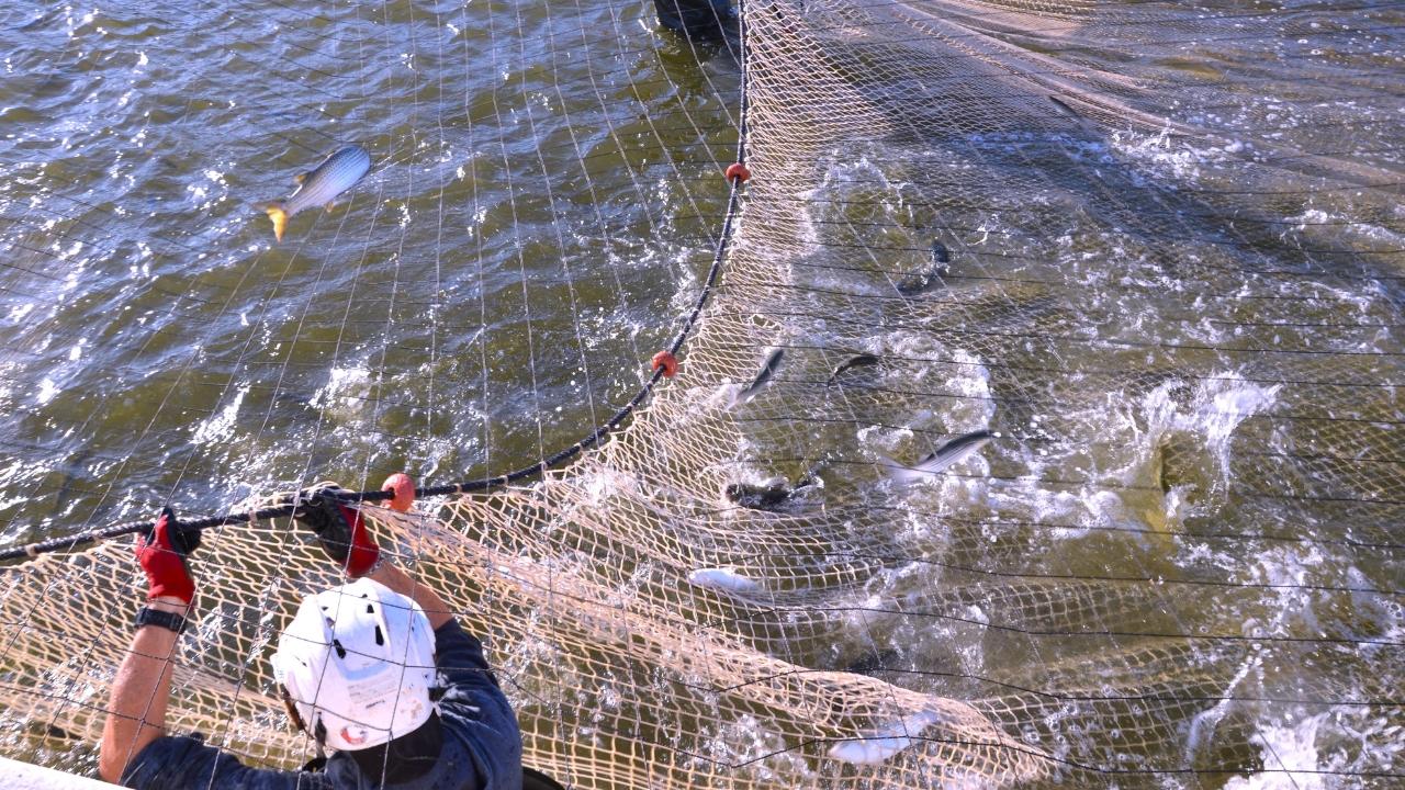 I segreti del muggine e della bottarga entrano tra le linee guida della Fao
