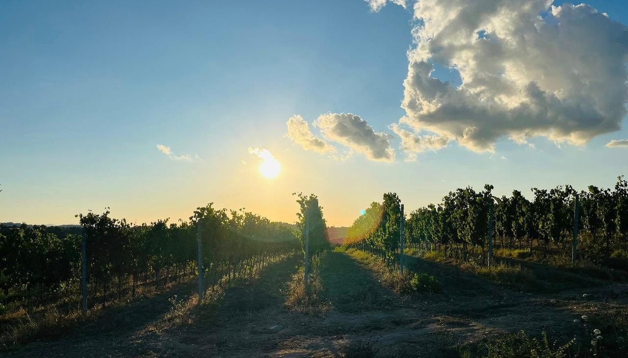 
	Una delle splendide vigne di Terricciola

