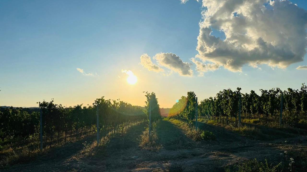 Una delle splendide vigne di Terricciola